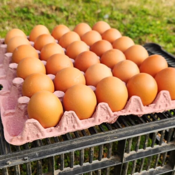 MAPLE DE HUEVOS