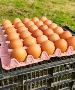 MAPLE DE HUEVOS