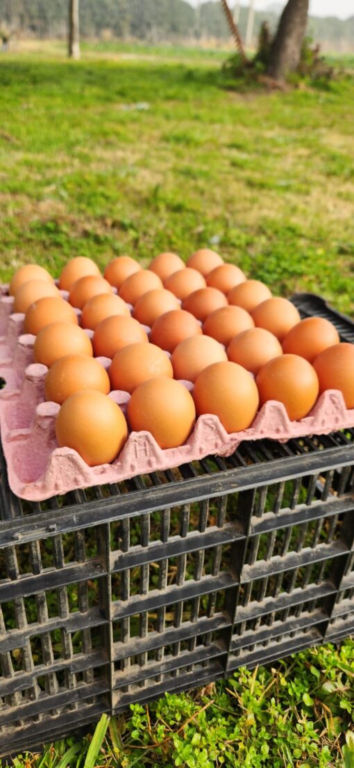 MAPLE DE HUEVOS