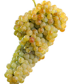 UVA BLANCA ORGÁNICA x 1/2 kg