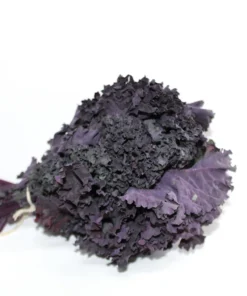 KALE MORADO 1 ATADO