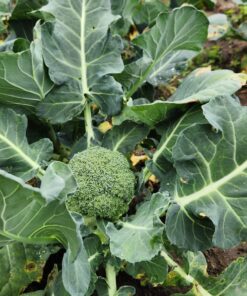 BROCOLI