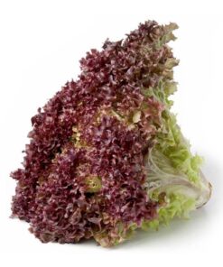 LECHUGA MORADA