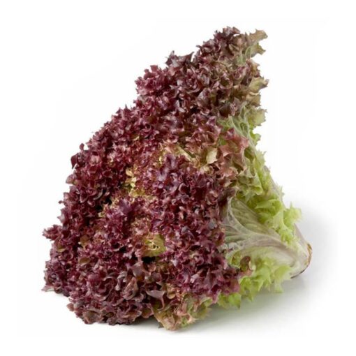 LECHUGA MORADA
