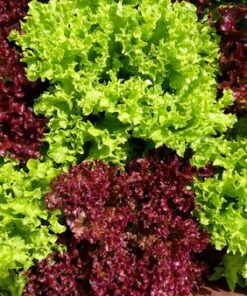 LECHUGA FRANCESA Y MORADA