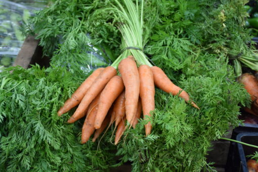 ZANAHORIA