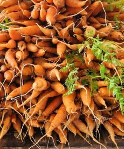 Alternative view of ZANAHORIA x atado