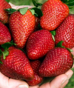 Alternative view of FRUTILLAS 1kg