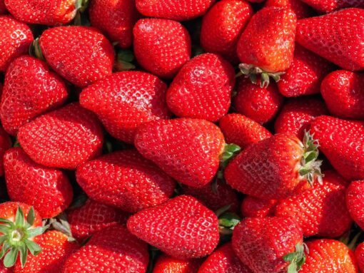 FRUTILLAS 1kg