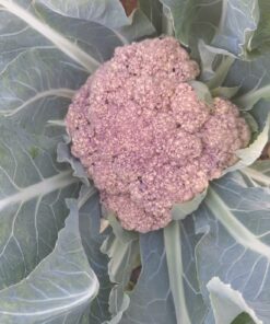 COLIFLOR MORADO