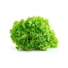 LECHUGA FRANCESA 1 unidad