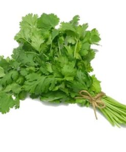 CILANTRO