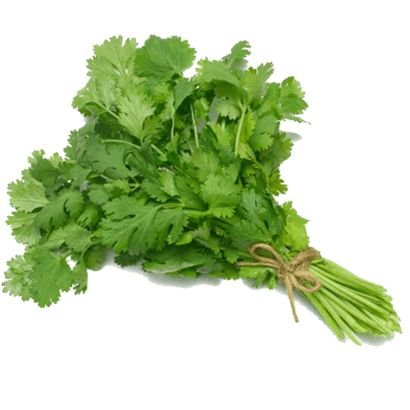 CILANTRO