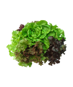MIX DE LECHUGA